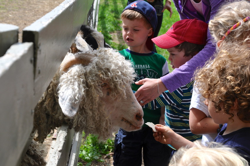 Children at the farm petting a sheep through a fence.