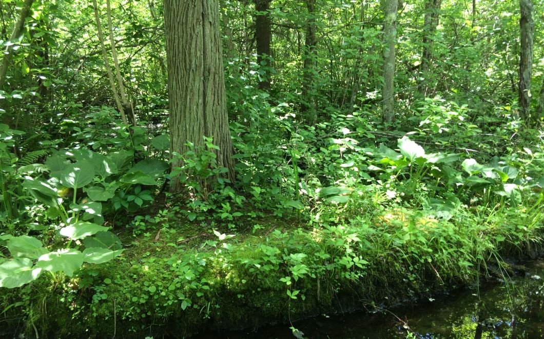 Forest with deciduous trees along a river 