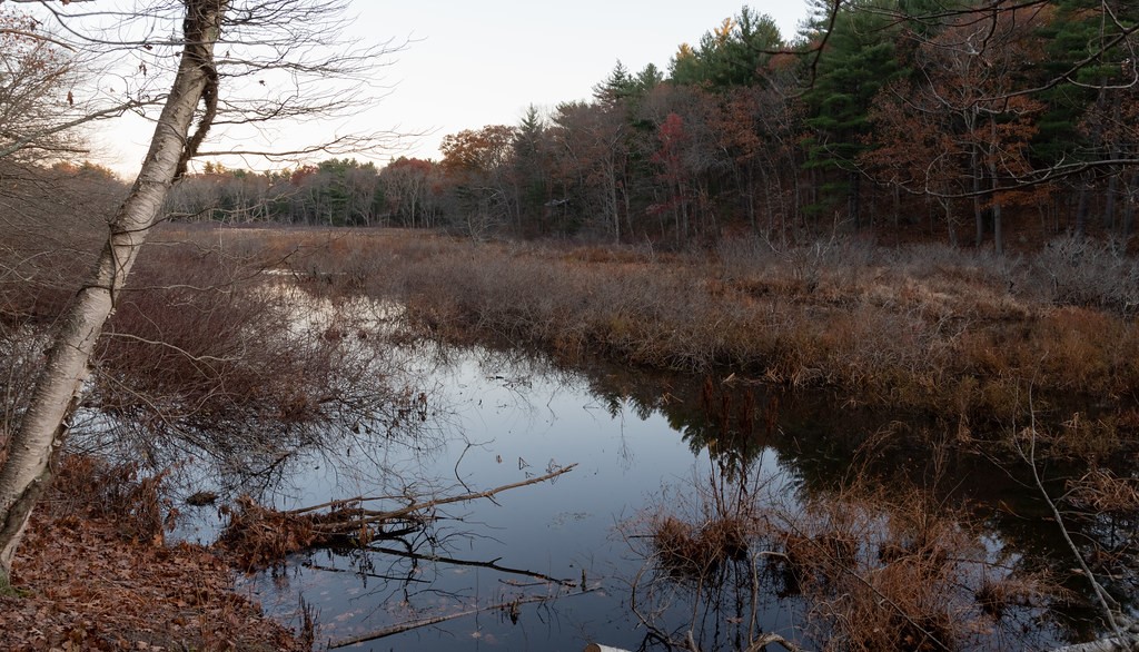 River with marsh and trees along shoreline