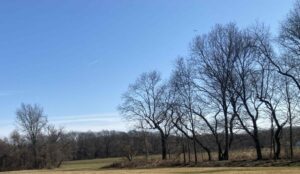 grove of trees in a field