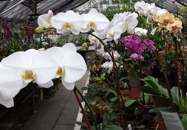 14-orchids_-_364_x_253