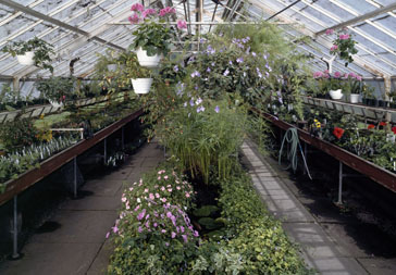 Lyman Estate, Waltham, MA. Greenhouse interior.