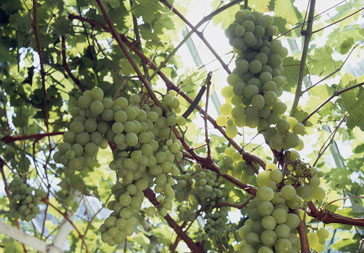 Lyman Estate. Grapes.