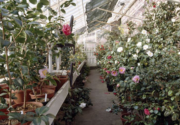 Lyman greenhouse interior.