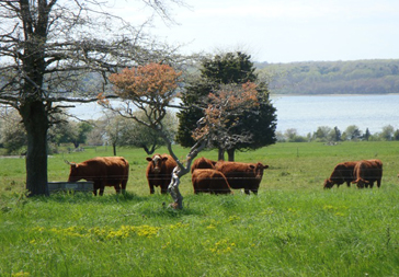 9_-_farm_pastures_364_x_253