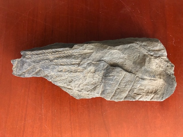 Fossil from stone walls at Casey Farm
