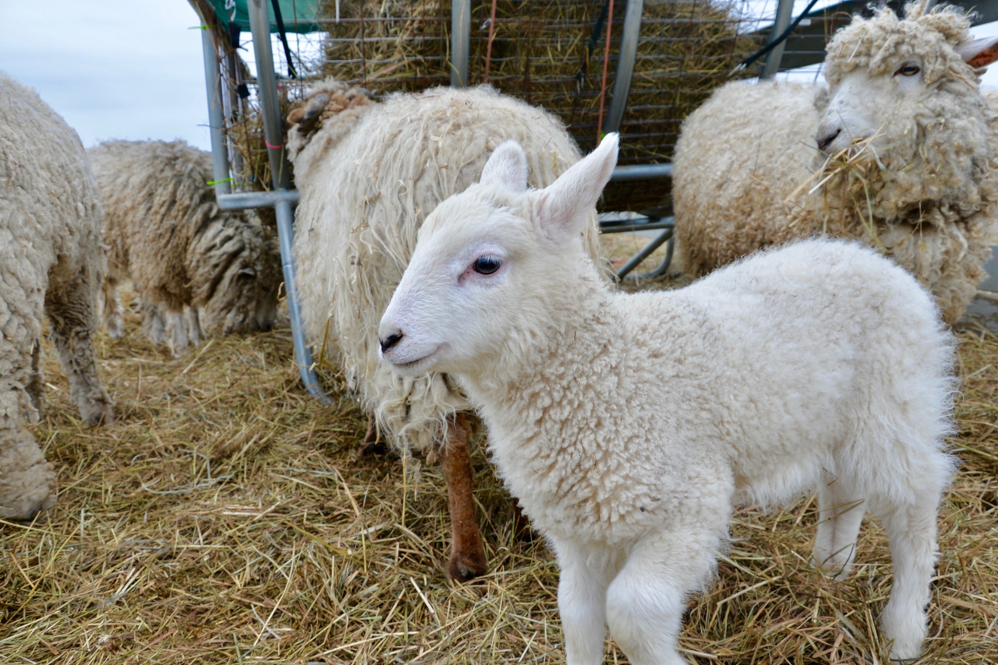 Hugo the baby goat