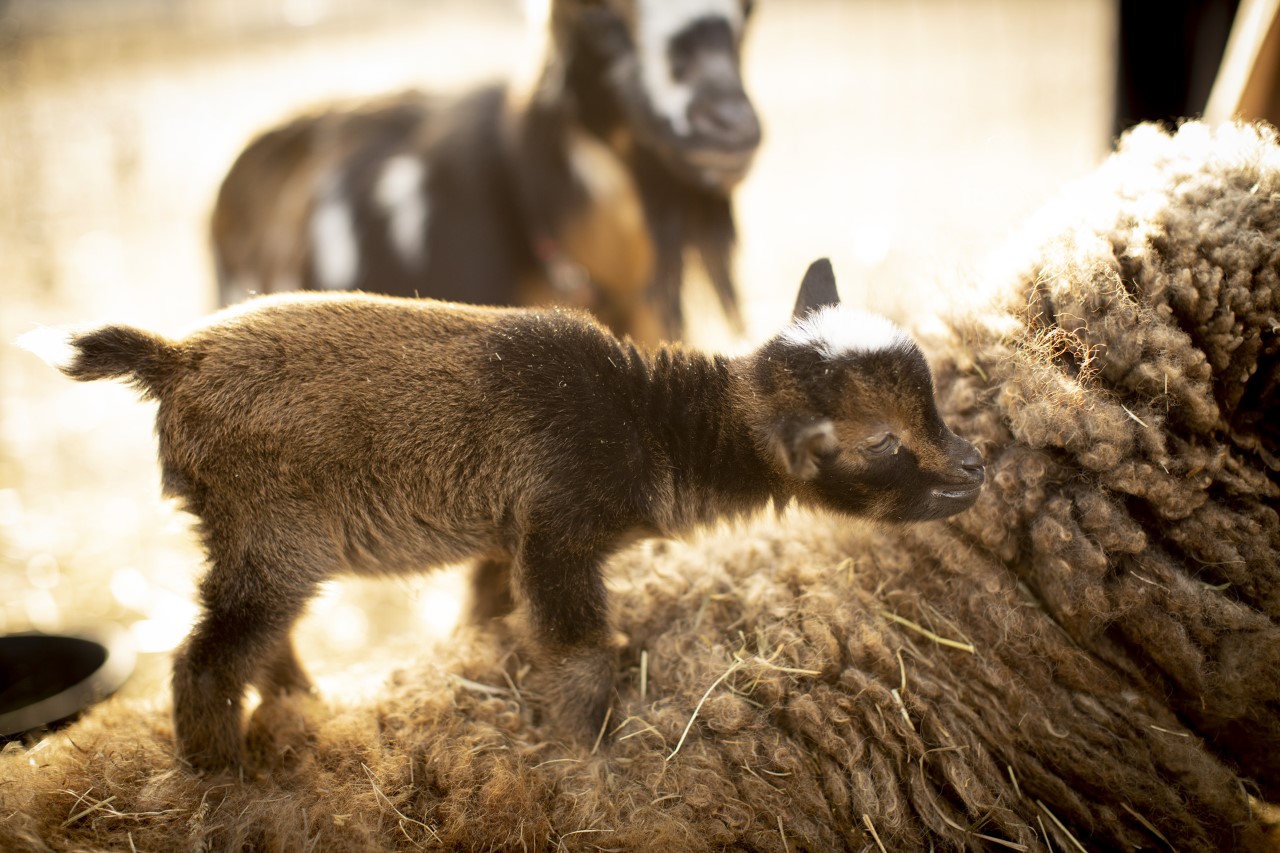 Comet the baby goat with Aunt Betty