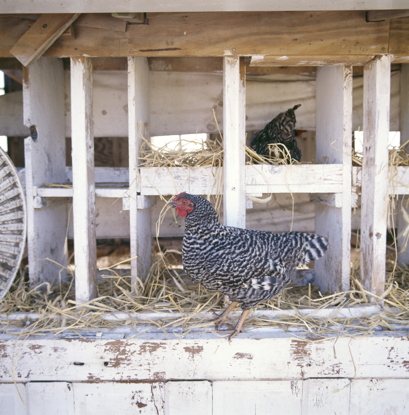 Dominique chickens.