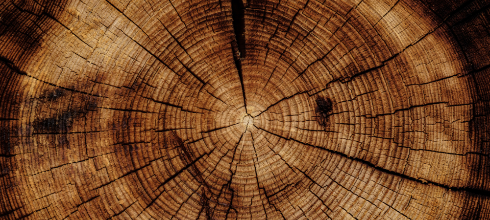 Cross section of tree stump with rings.