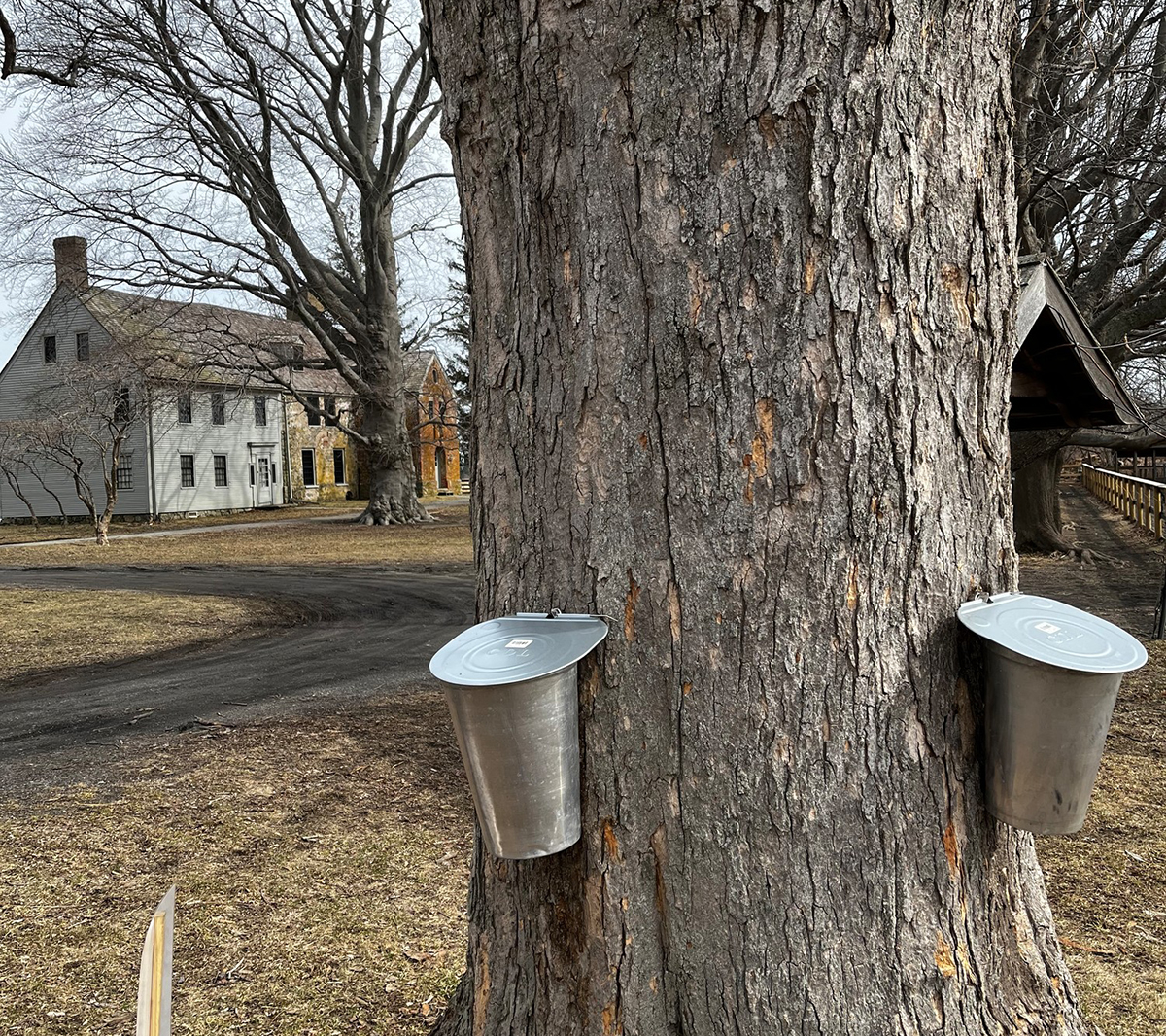 Sap buckets in tree for maple sugaring