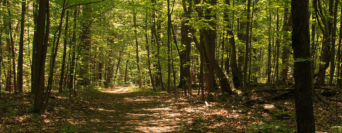 Woods with leafy trees and path