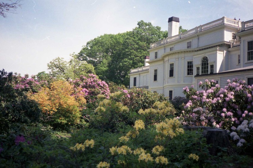 Azaelas, Rhodoendron, Azaela Shrubs in foreground, Lyman Estate in background