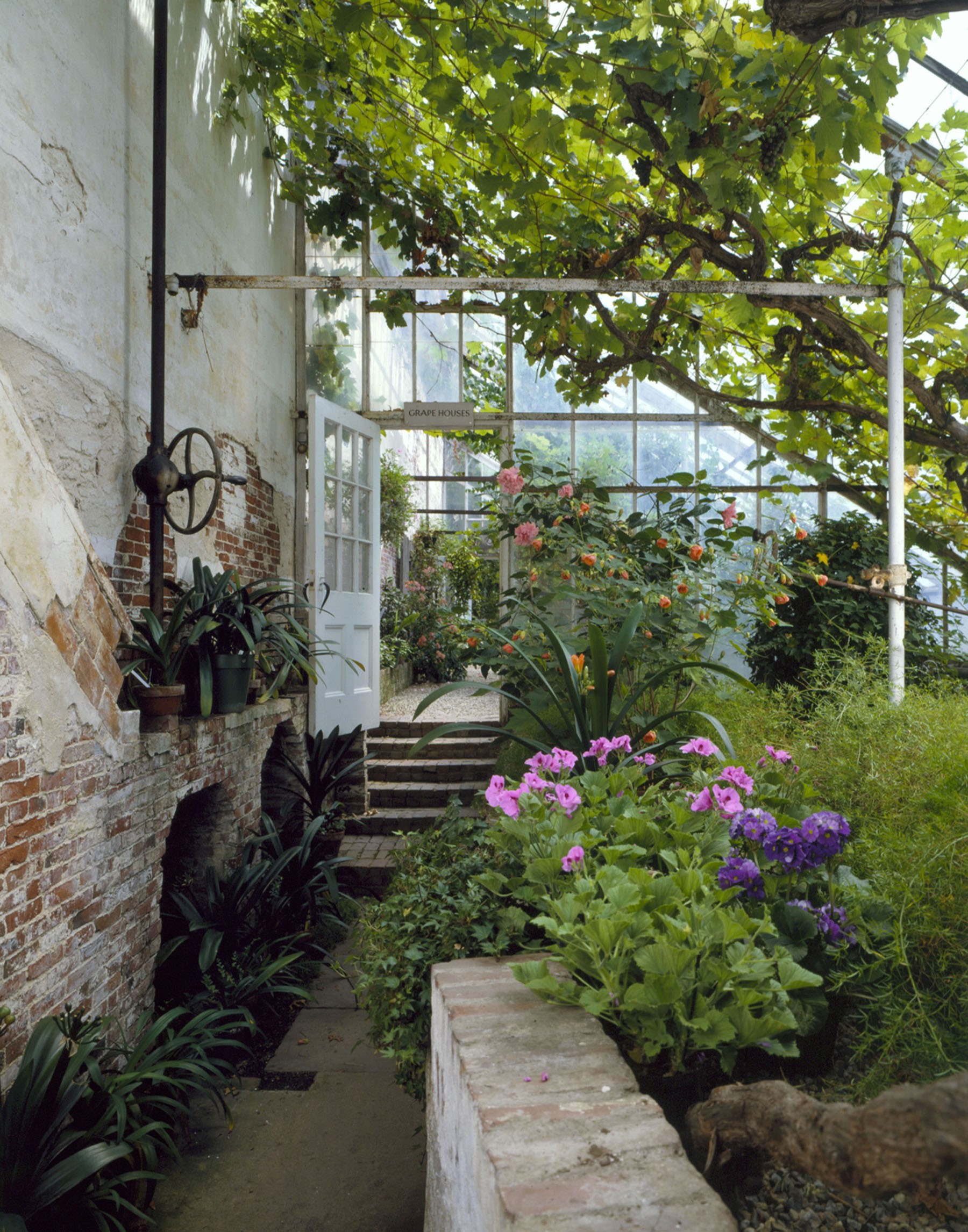 Interior greenhouse with grape vines, flowers and brick pathway