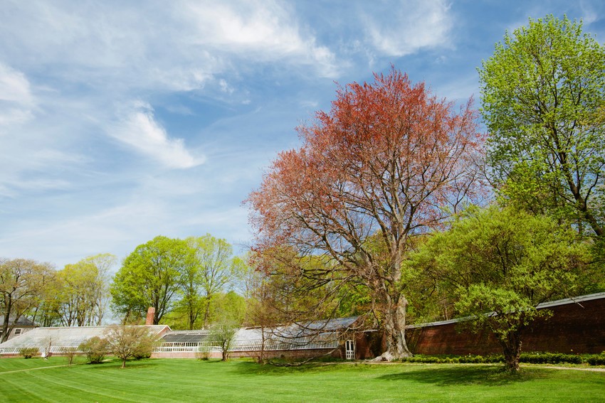 spring photo of greenhouse and large copper beach tree