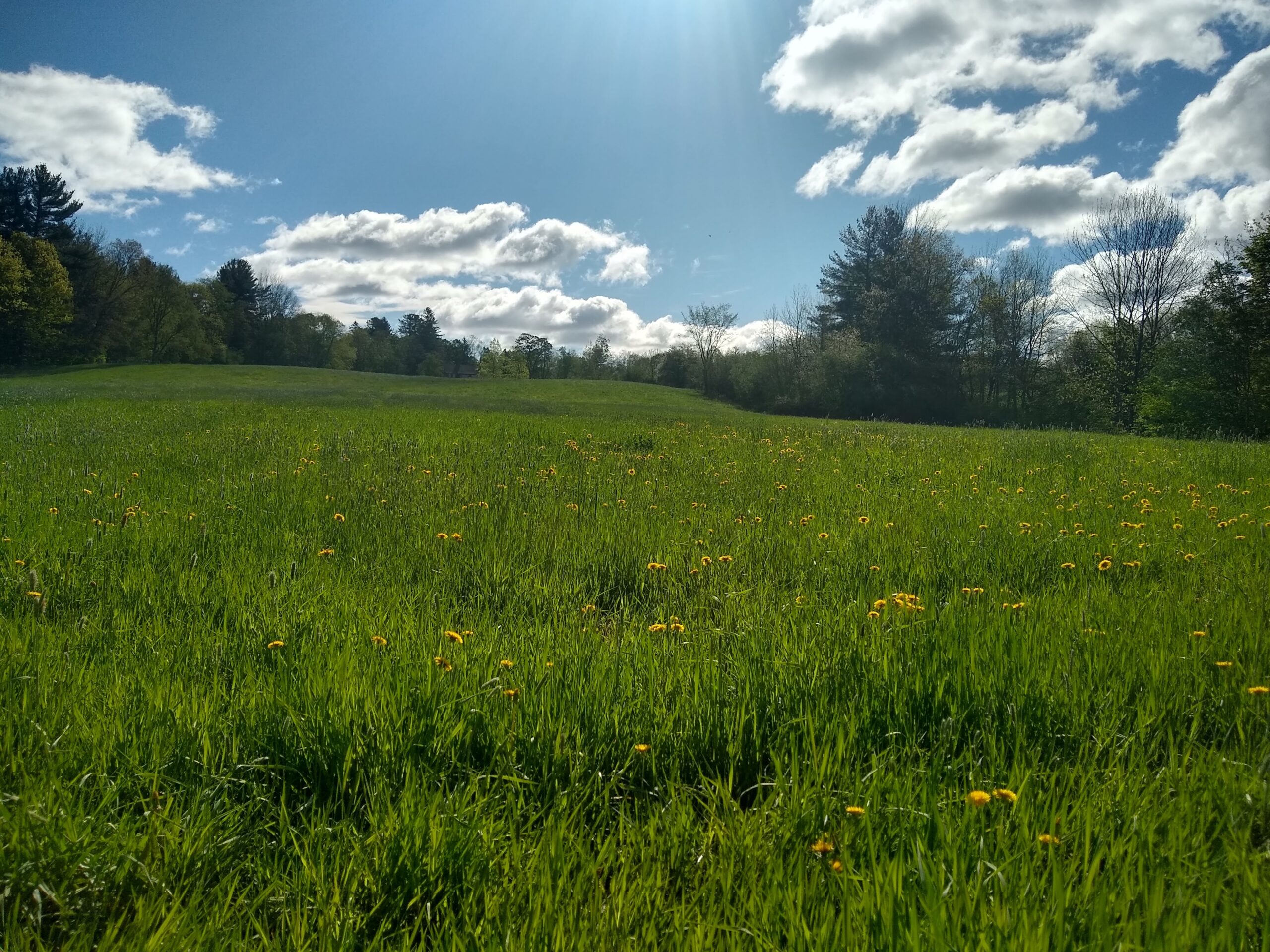 View looking up lush farm meadow and field toward wooded area