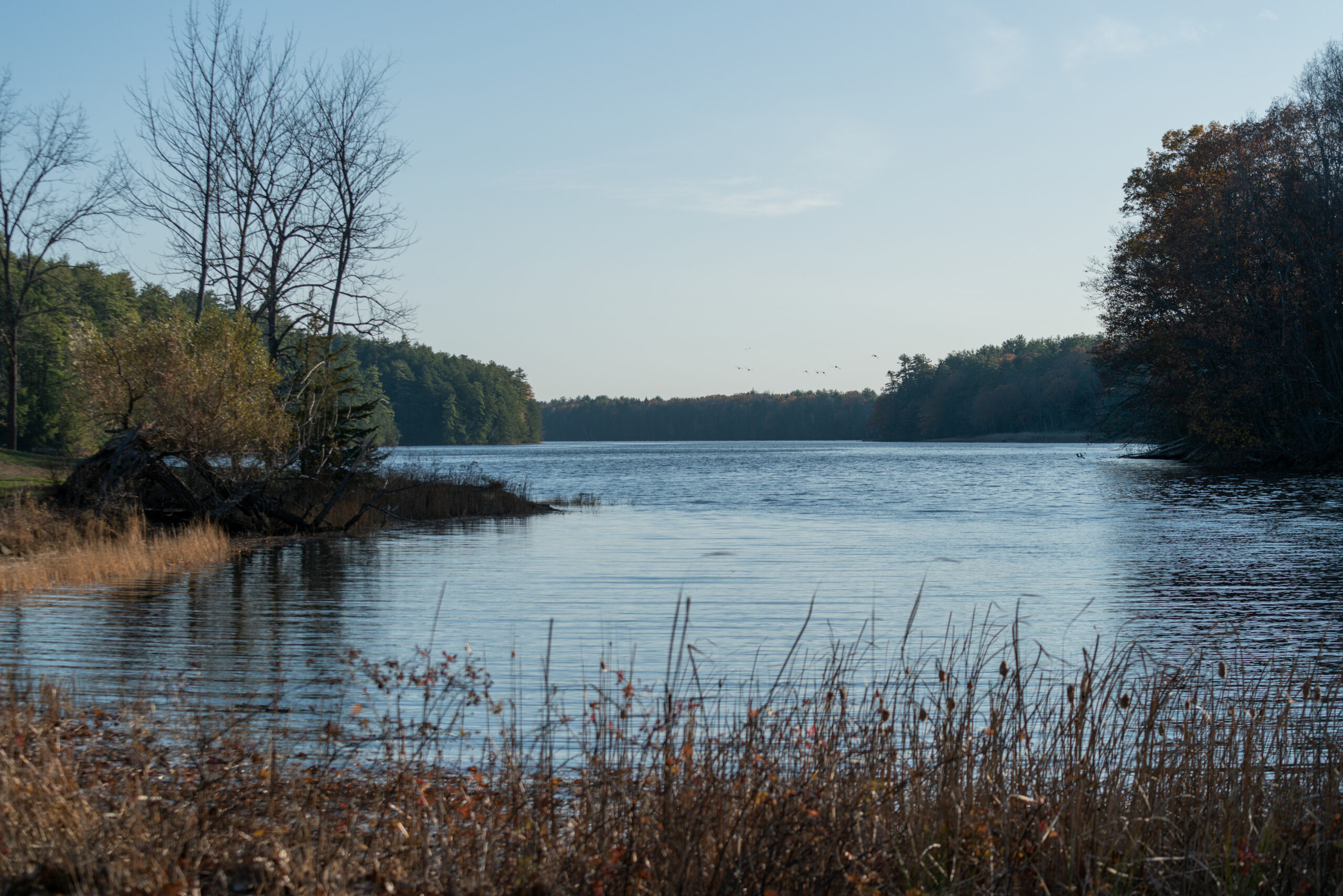 Forested bank of Salmon Falls River