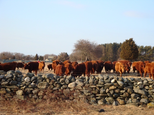 Herd of Red Devon Cattle behind stone wall