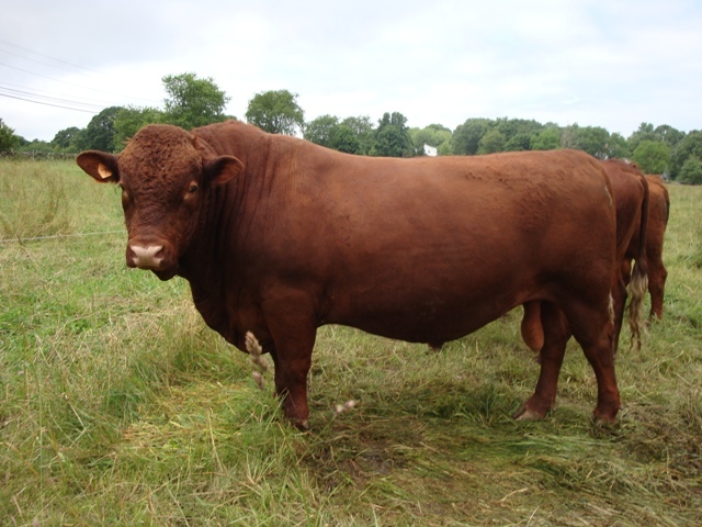 Bull in field