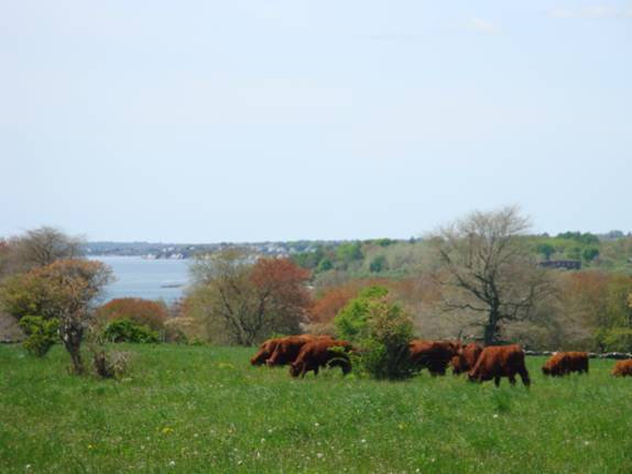 Red Devon cattle graze in field with trees in middleground and bay in the distance.