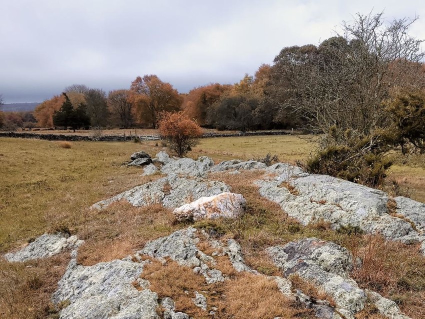 Outcropping of puddingstone rises above the grass.