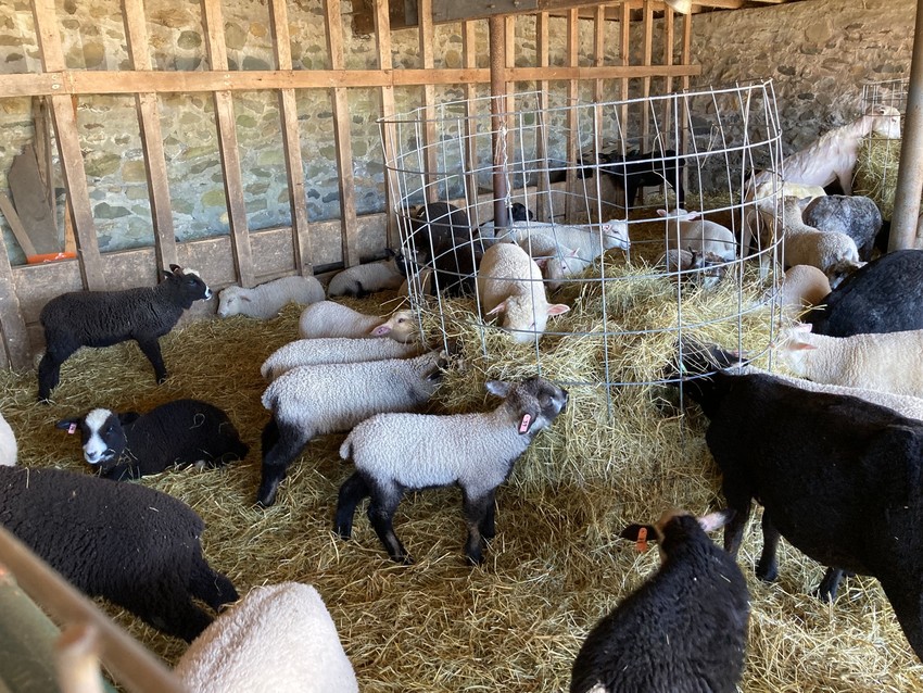 Flock of lambs inside sheep shed eating hay.