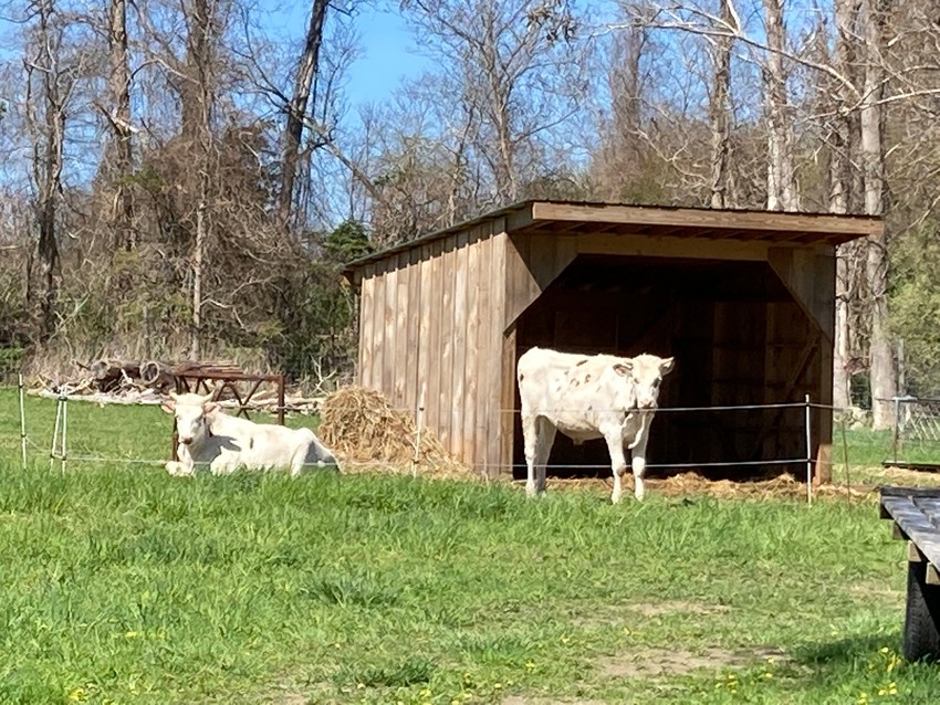 Holstein oxen looking out from a shelter shed in a field surrounded by electric fence.