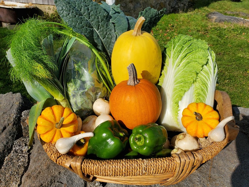 Fall vegetables for Casey Farm CSA
