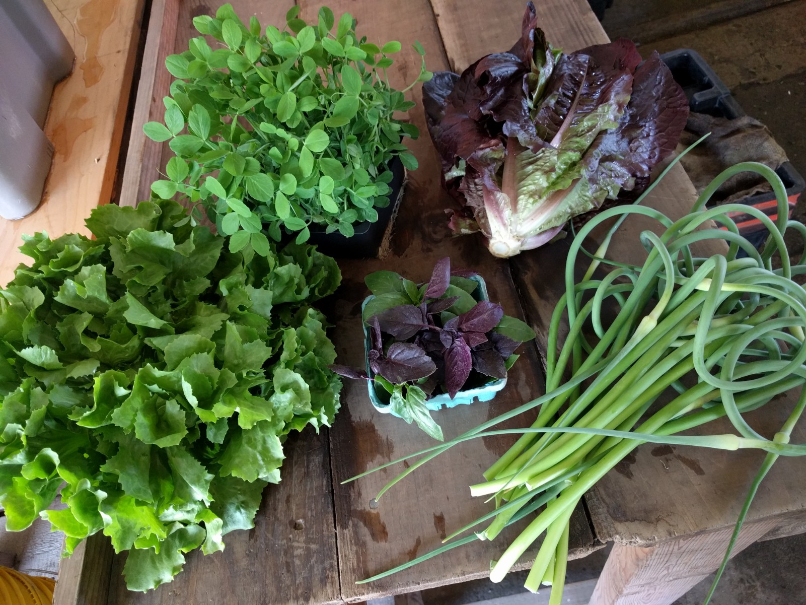 Spring vegetables CSA at Casey Farm