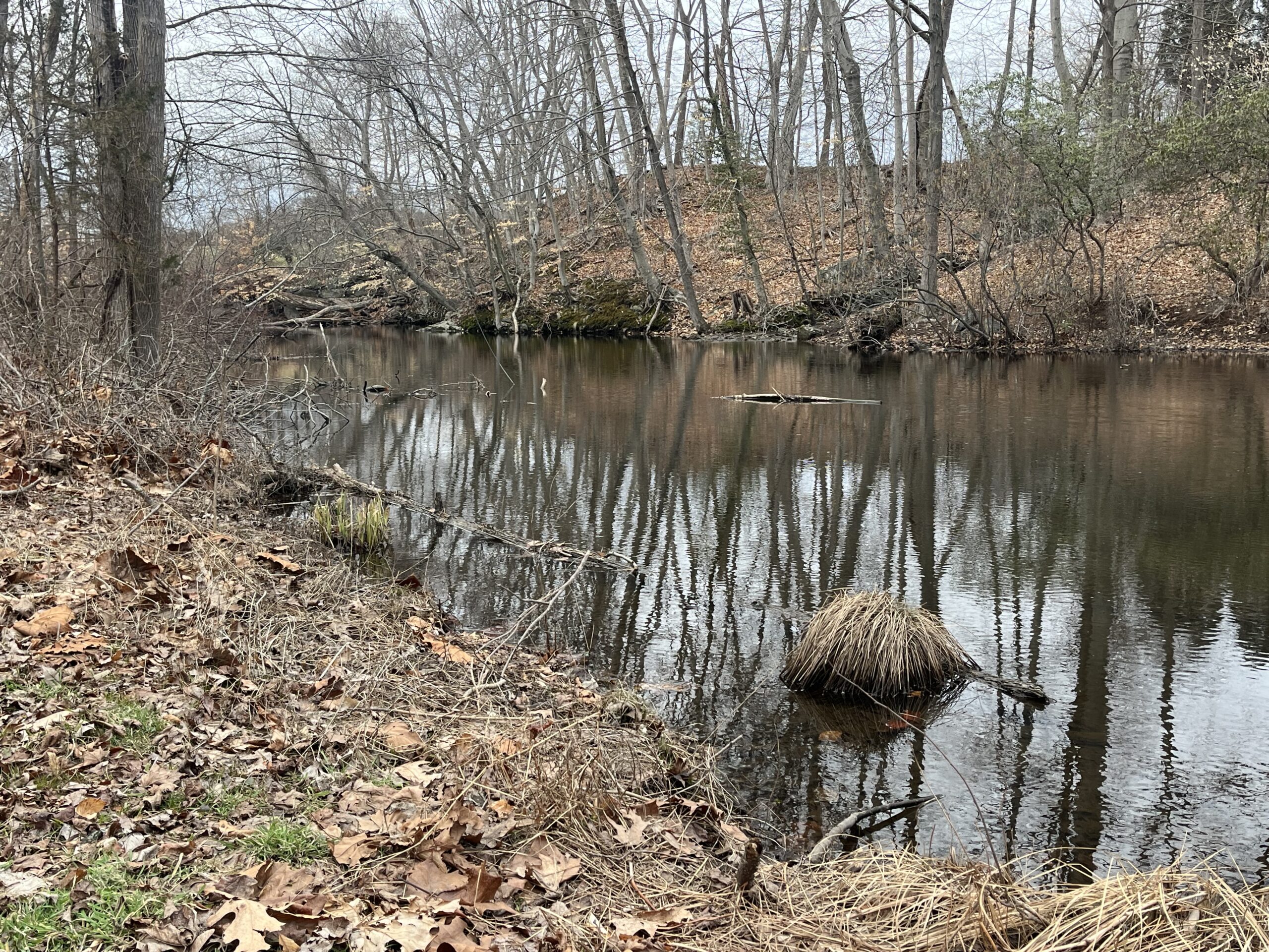 Woodland along a small stream