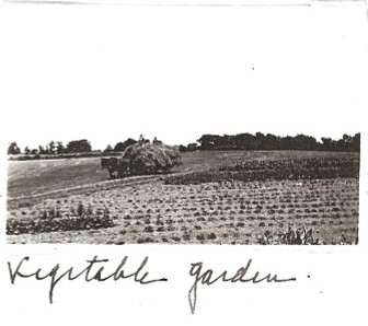 Historic photo of vegetable garden