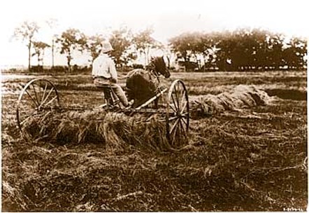 Historic photo of man on cart pulled by horse haying