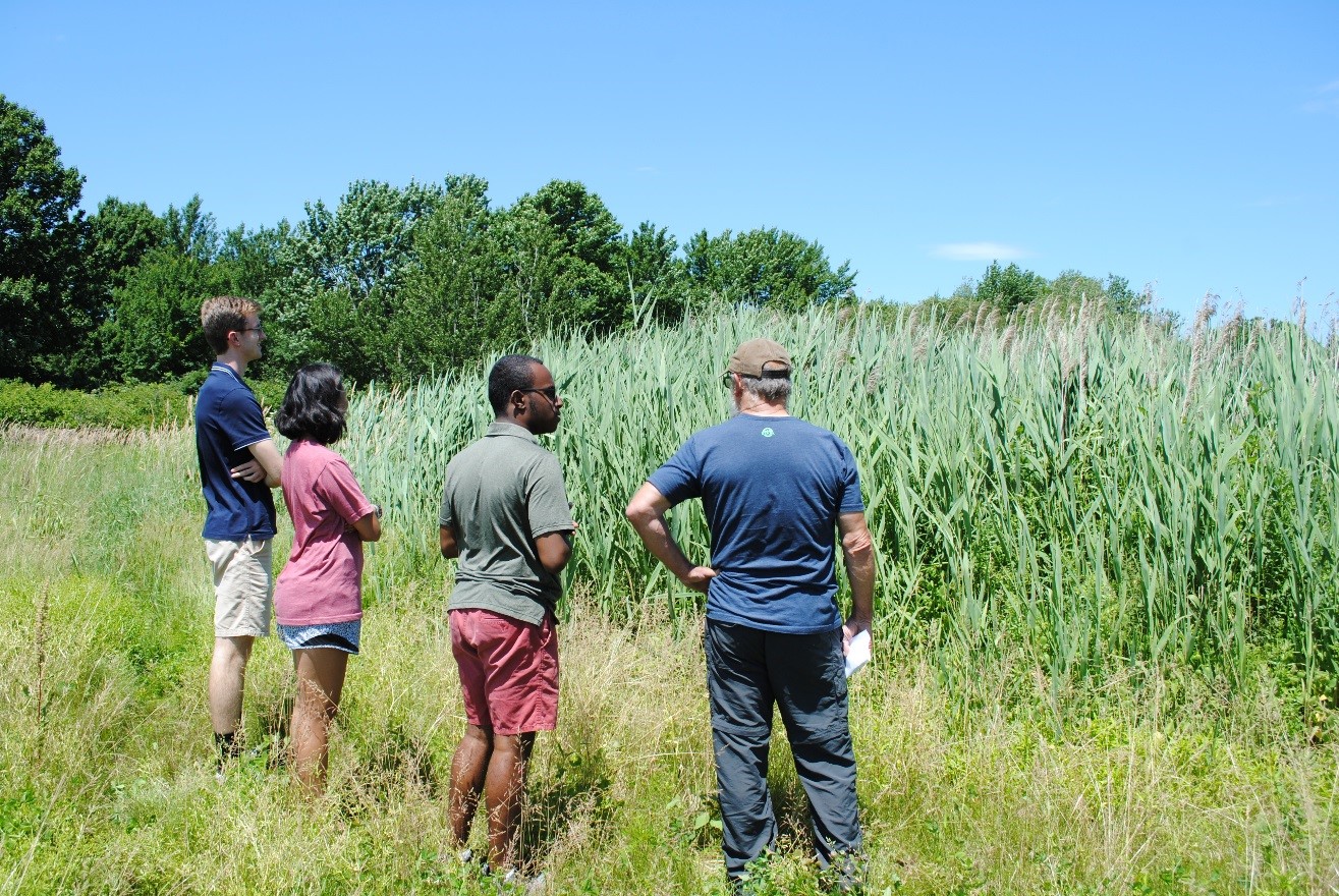 Three students interns stand in tall grass with their supervisor, looking at a field of reeds.