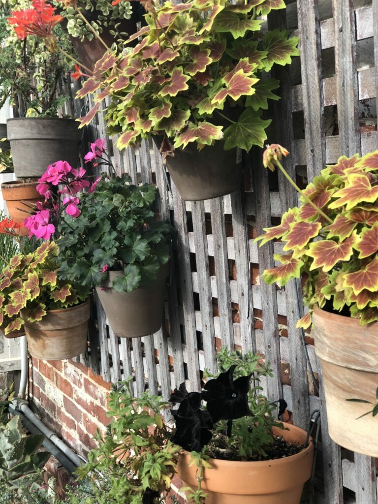 Potted plants with colorful leaves and flowers on a wooden lattice surface.