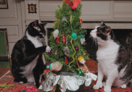 A Lens on Christmas Cards