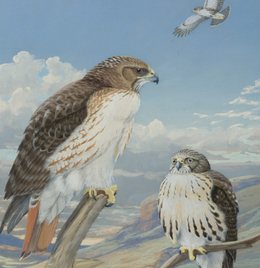 Plumed Tales