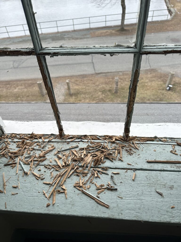 Close-up of a deteriorating window with wood shavings on the sill and a view of a road and leafless trees outside.