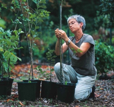 Propagation and Replacement of Historic Plant Specimens