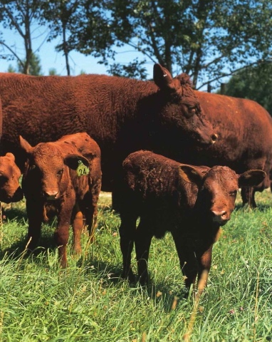Reviving a Heritage Breed