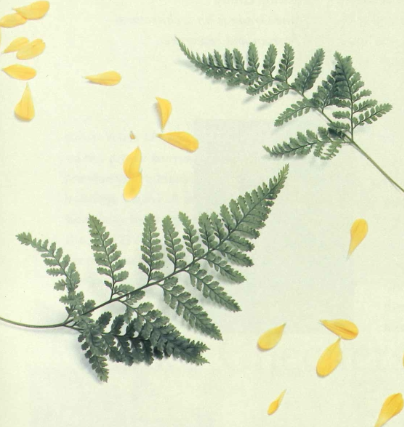 Pressed Flowers