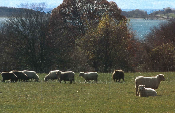 The Grasses of Conanicut
