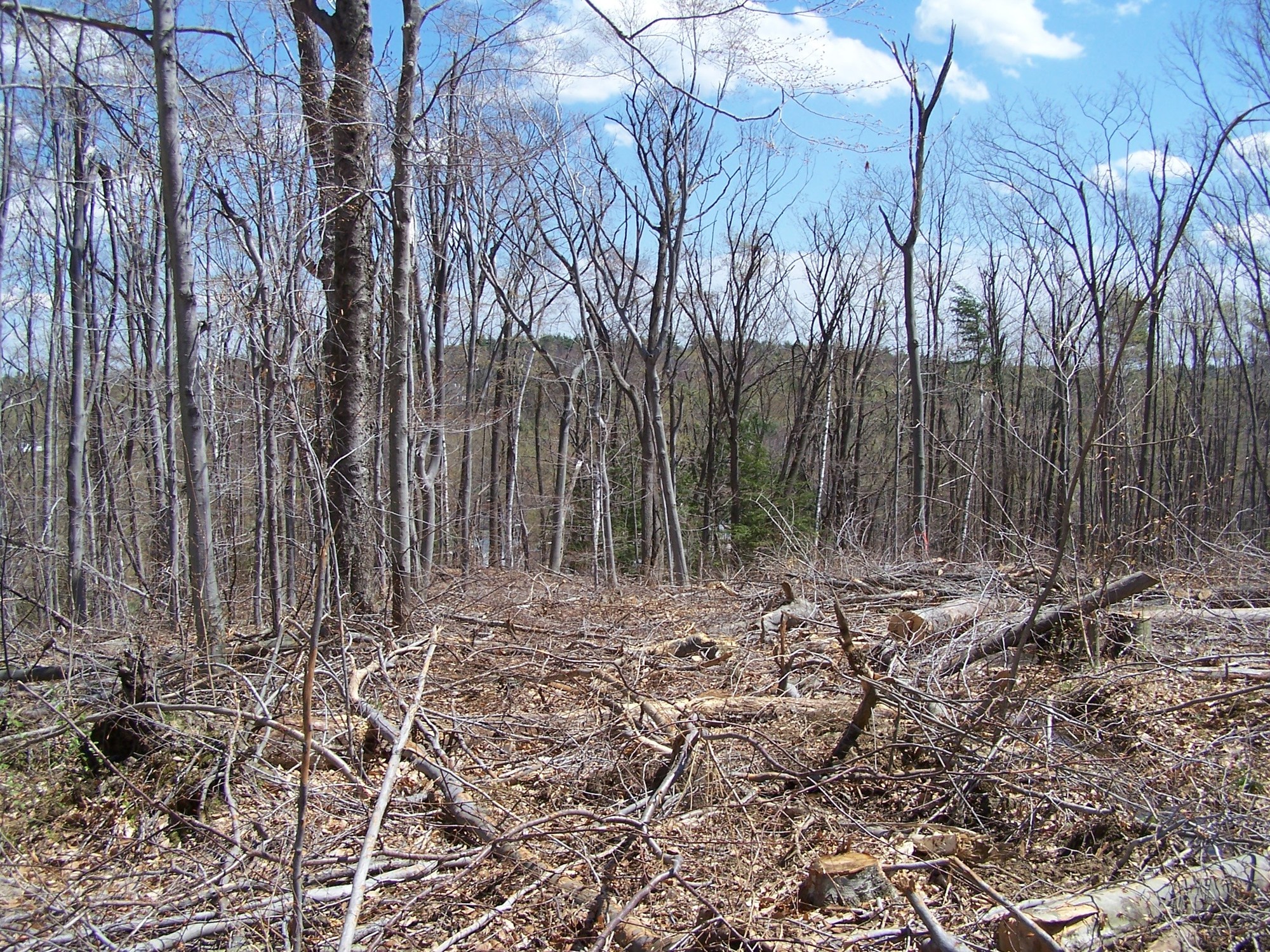 Managing Woodlands