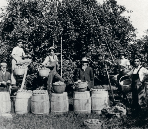 Silent Orchards