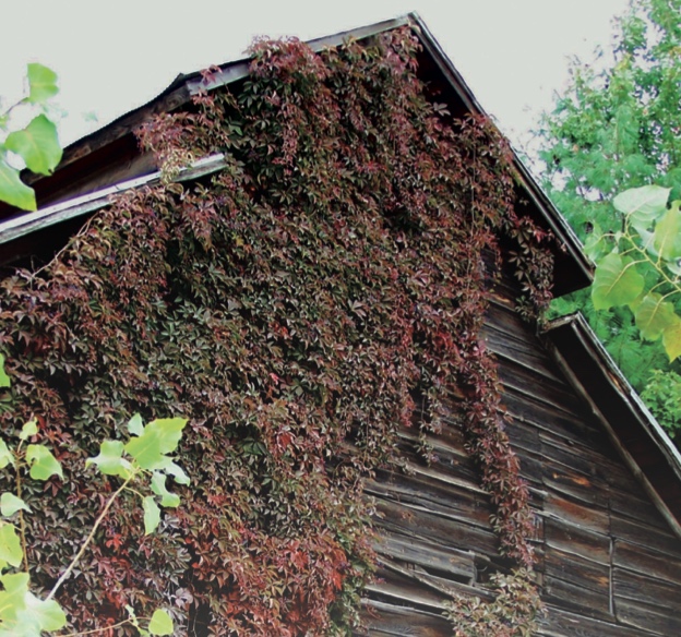 Documenting a Vanishing Landscape