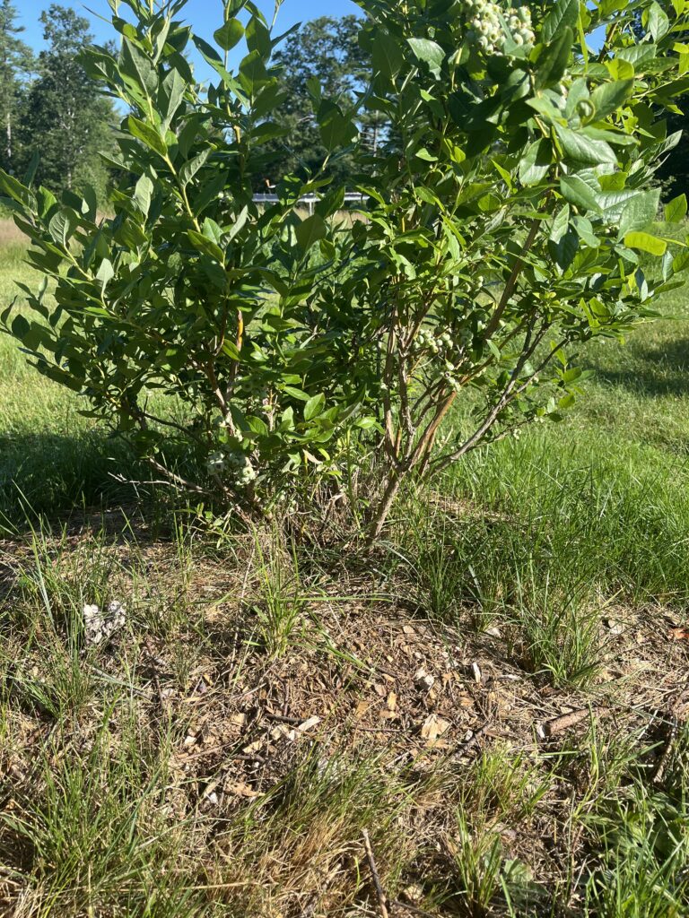 A bush with green leaves and light-colored berries in a grassy area.
