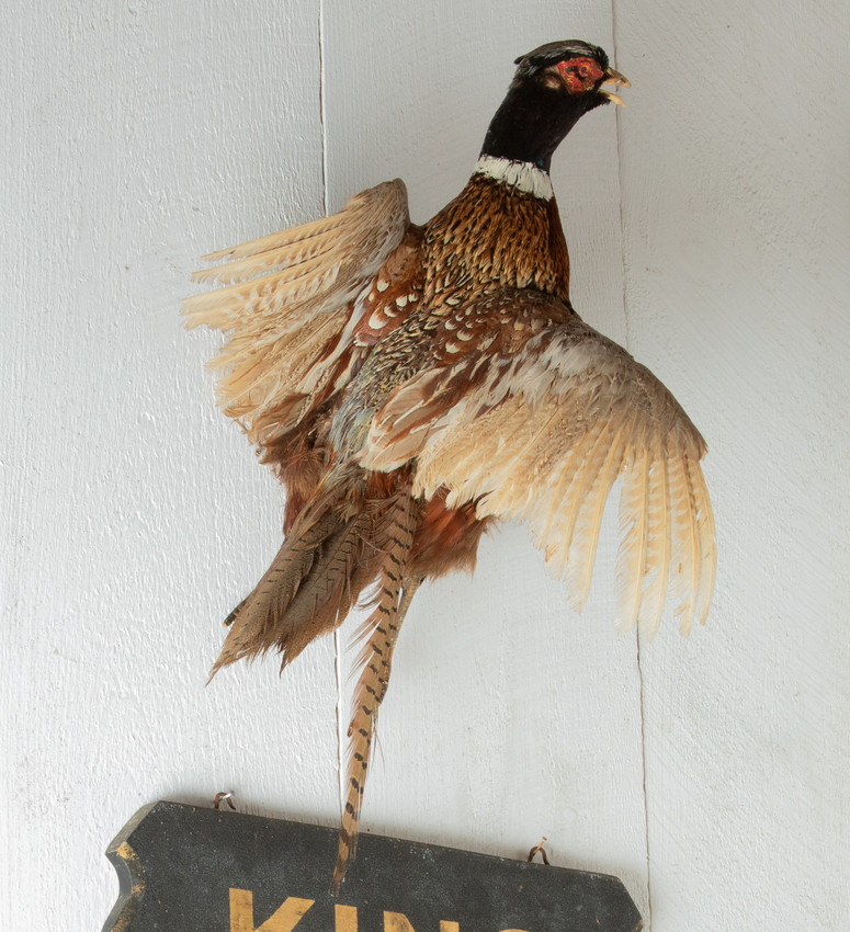 Taxidermied pheasant with spread wings mounted on a wooden wall above a black sign.