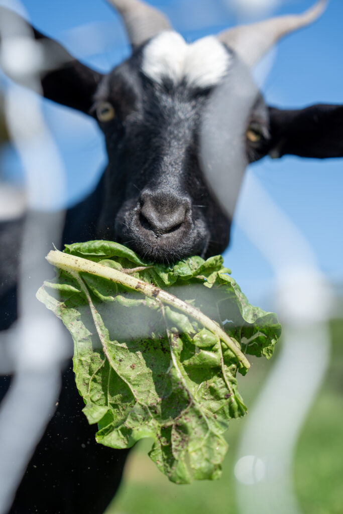 A black goat with white forehead markings eats leafy greens behind a wire fence against a blue sky.