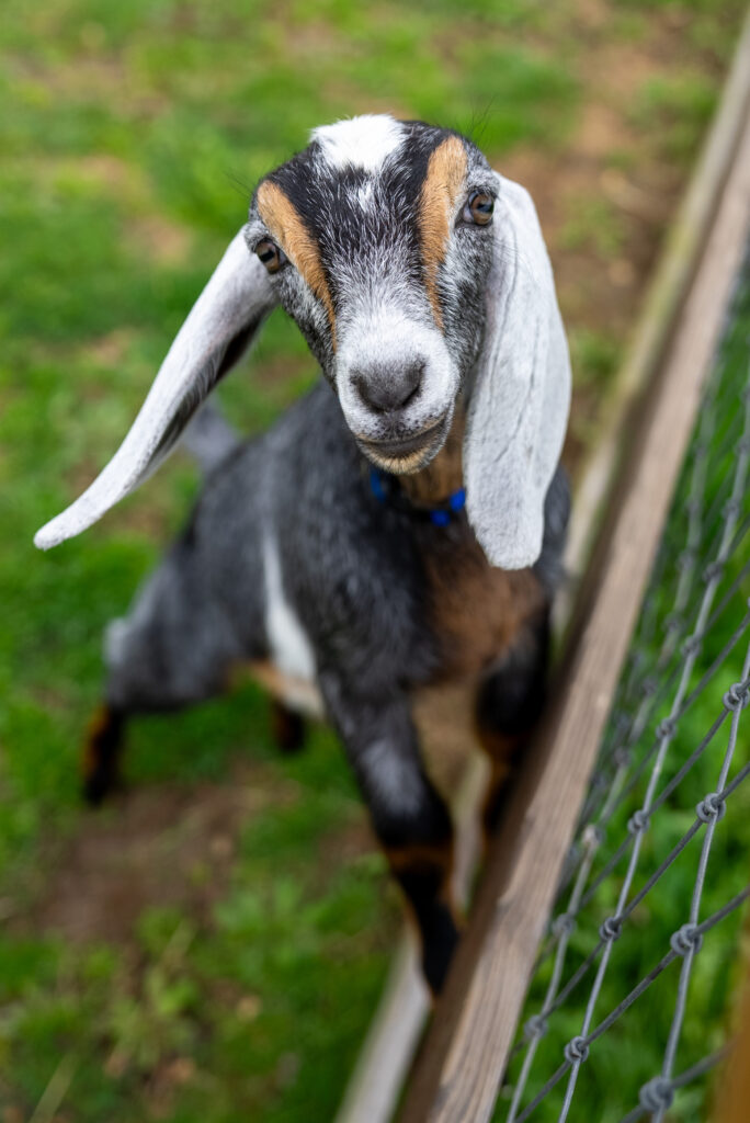 A goat with long ears peering over a fence, with green grass in the background.