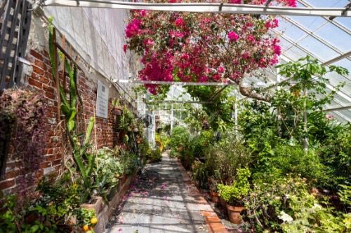 A photo of the interior of a greenhouse at Lyman showing a variety of plants.