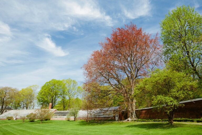 Lush garden scene with large trees and a historic greenhouse under a vibrant blue sky at a museum.